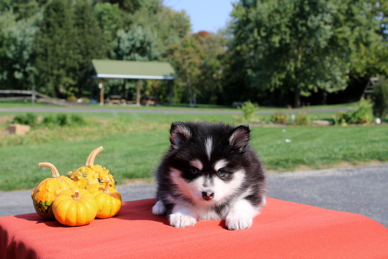 puppy, for, sale, Pomsky, Matthew B. Stoltzfus, dog, breeder, Gap, PA, dog-breeder, puppy-for-sale, forsale, nearby, find, puppyfind, locator, puppylocator, aca